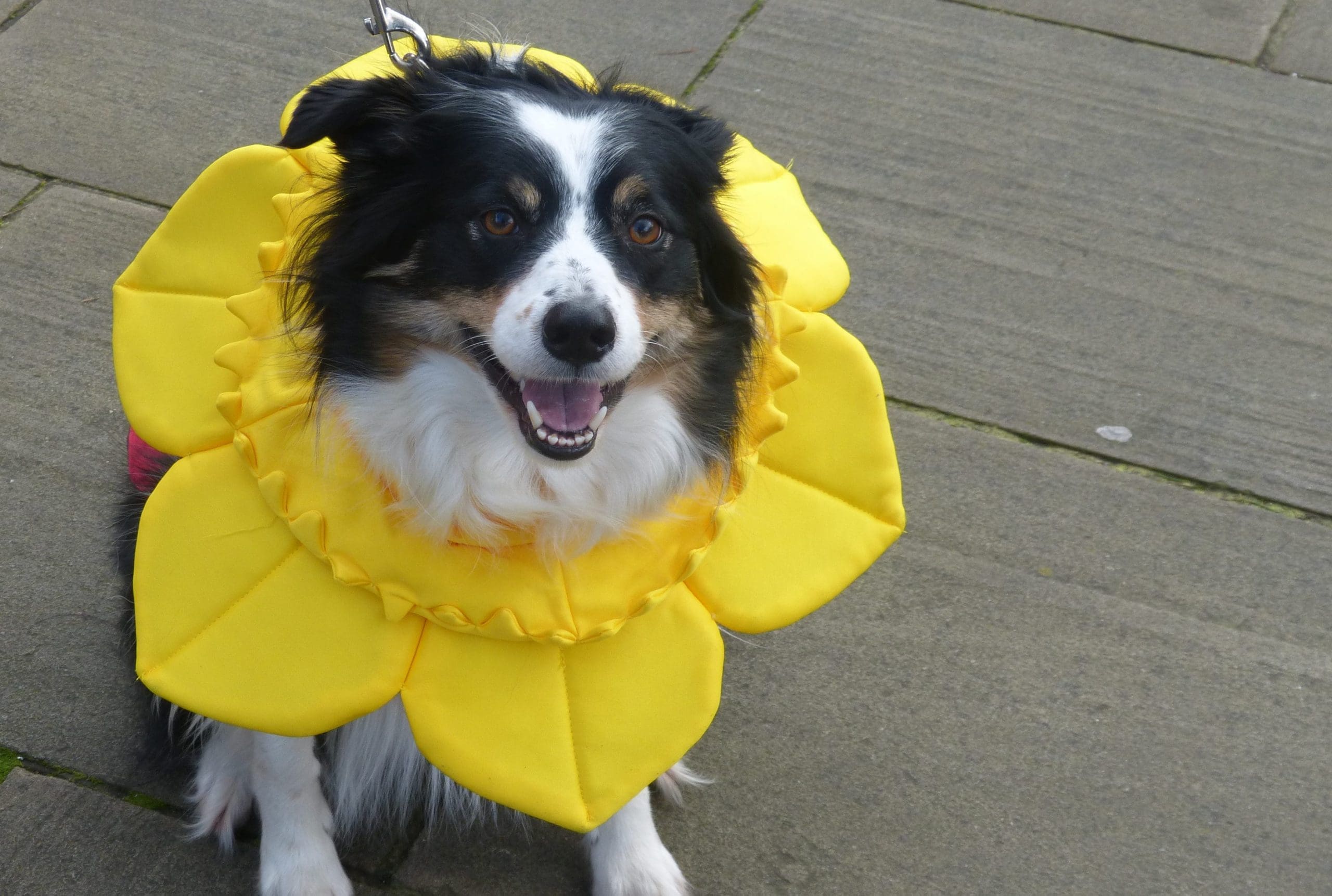 St David's Day Wrexham