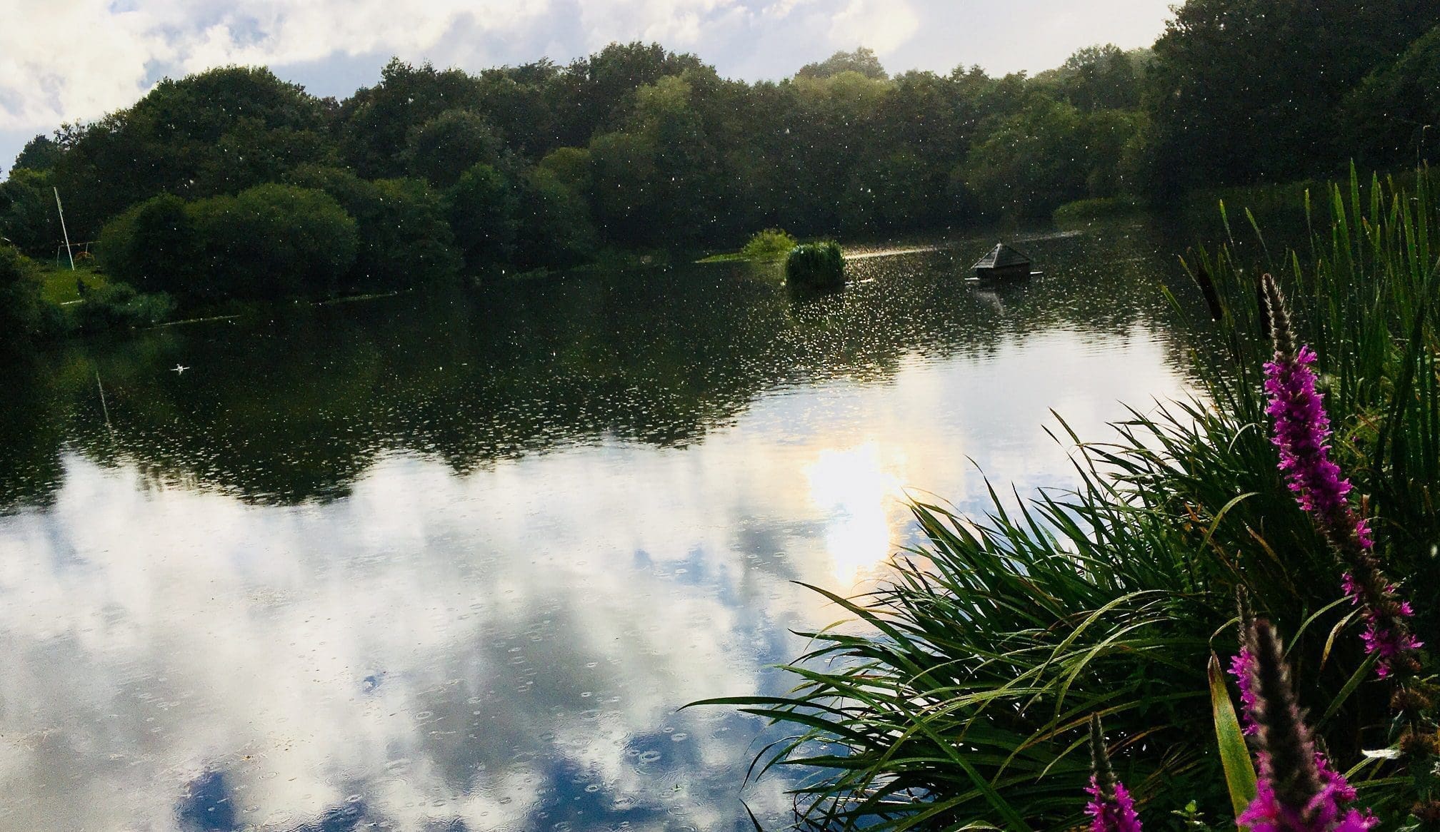 Acton Park lake closed to fishing