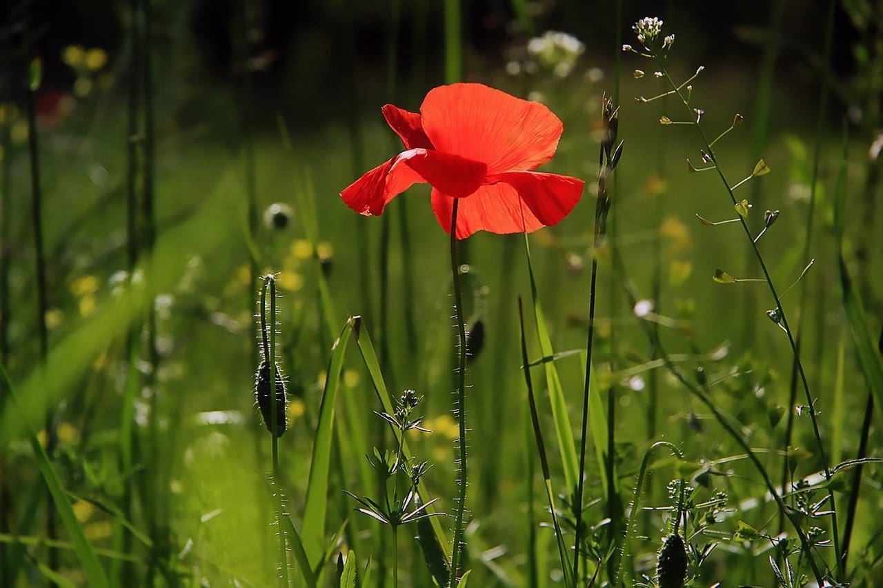 WW1 Commemorations - let us know if you're organising an event