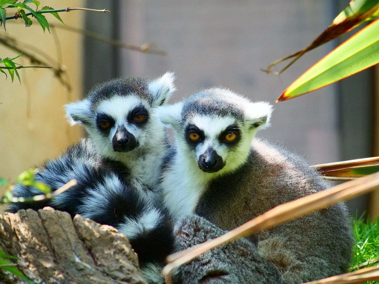 Discover Madagascar with Chester Zoo Safari Rangers