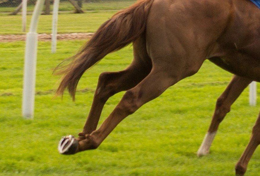 Horse Racing Bangor Local