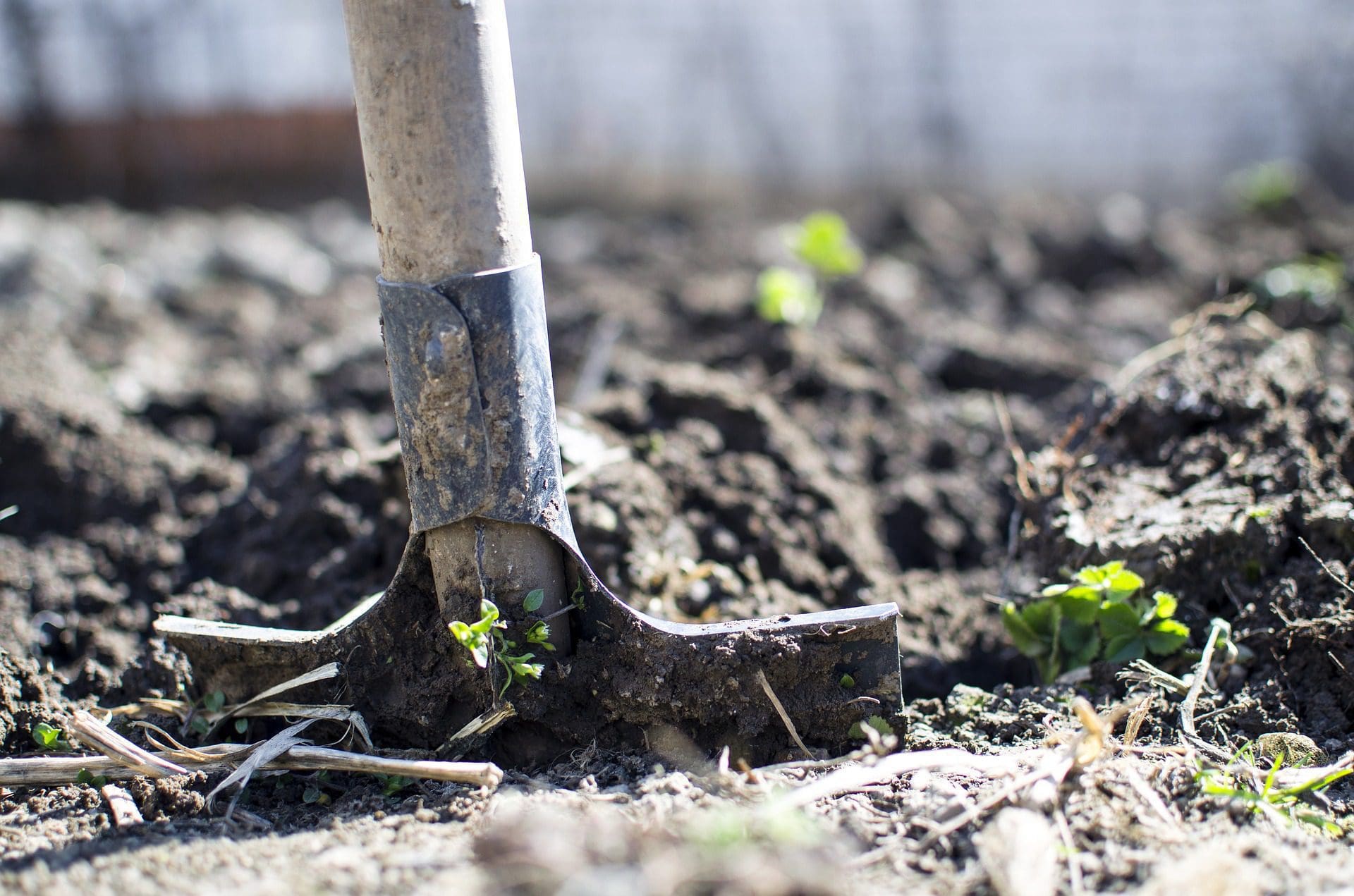 Tŷ Pawb wants your green fingers!