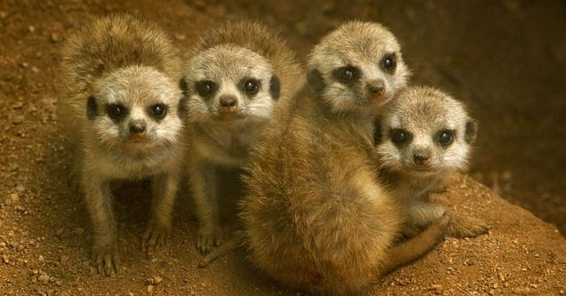 Meerkats in the library?