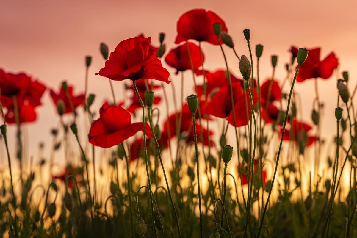 remembrance Sunday poppies