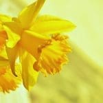 St David's Day