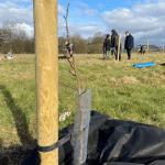 Students planting the heritage fruit trees on the field adjacent to Ysgol Clywedog.