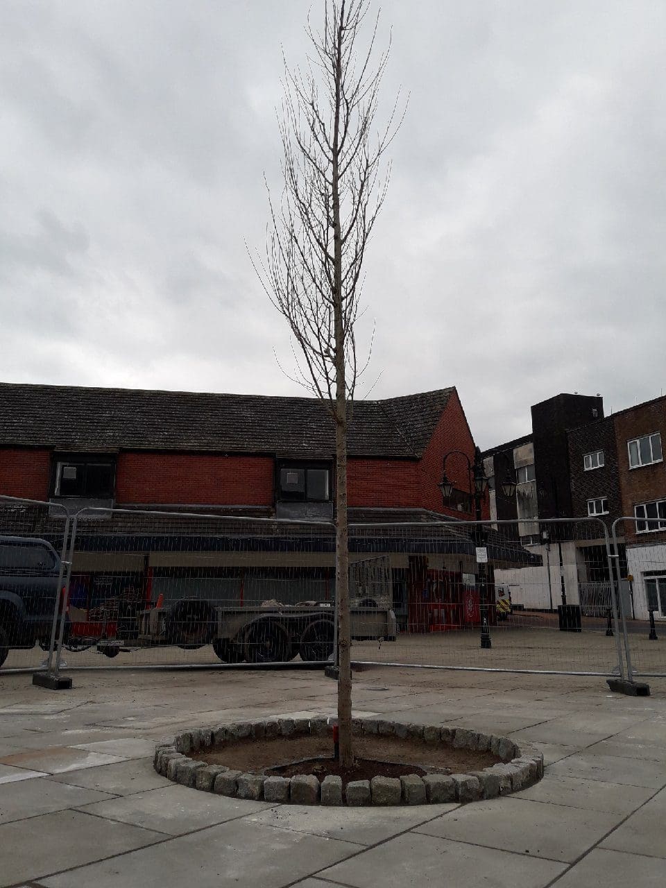 Memorial Tree