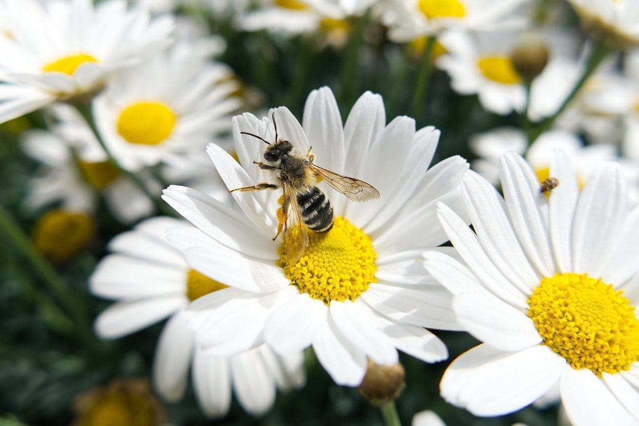 Local places for nature