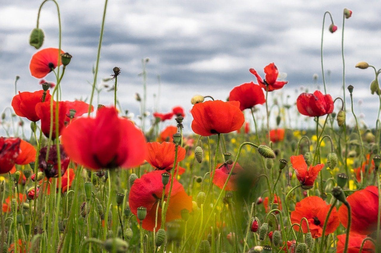 Air raid siren to sound on Armistice Day