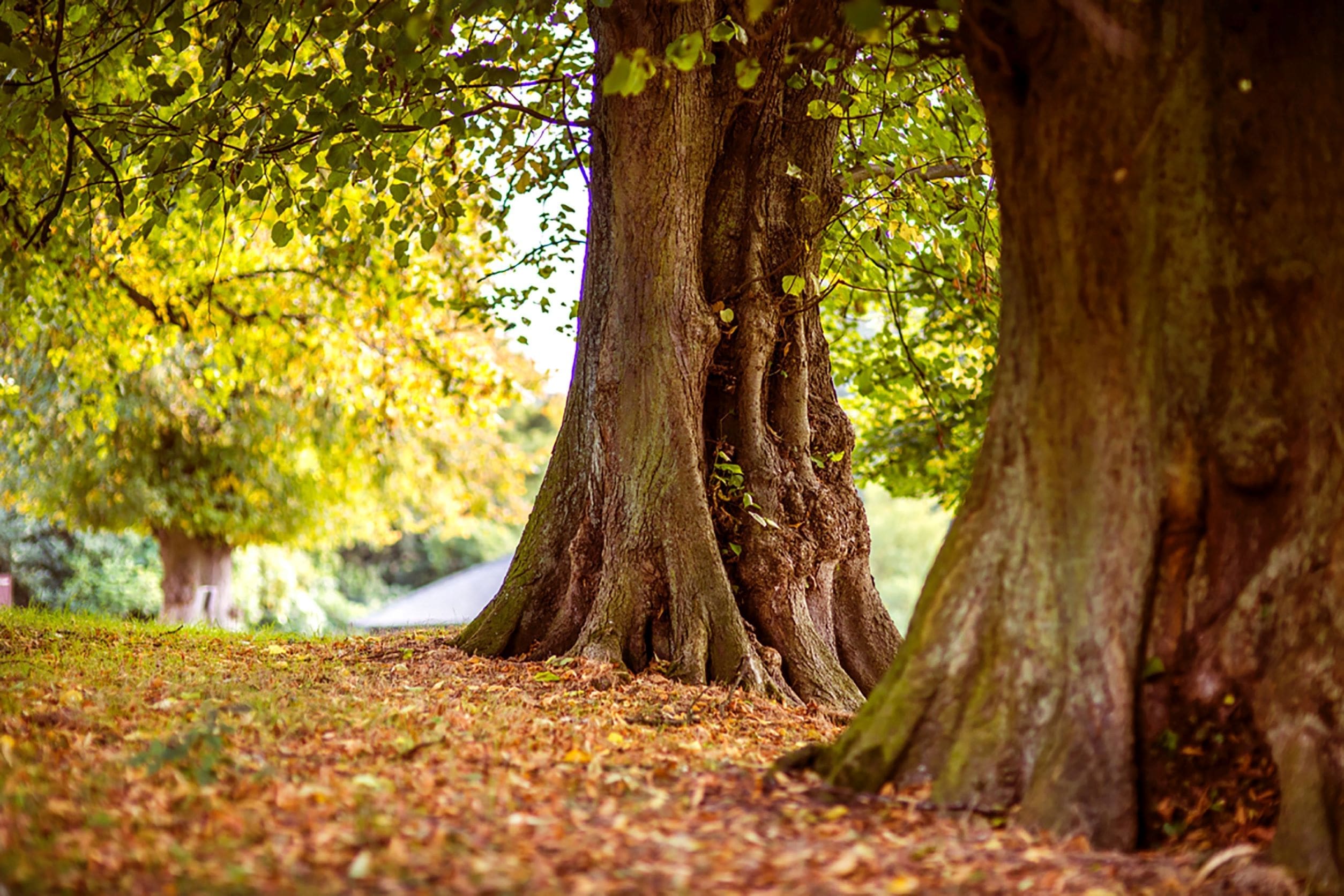Woodland Pledge
