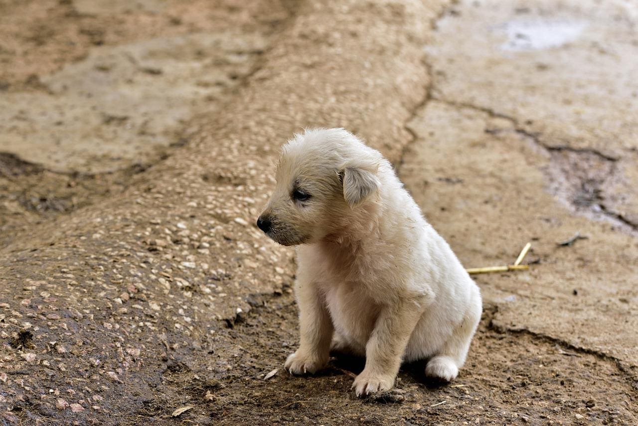 Puppy