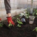 Growing allotment