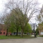 Trees outside Wrexham Guildhall