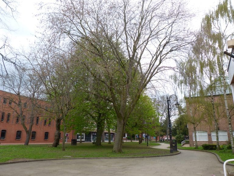 Trees outside Wrexham Guildhall