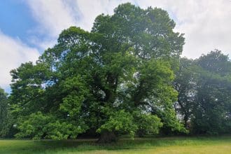 Tree of the Year