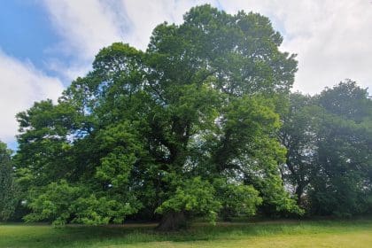 Tree of the Year