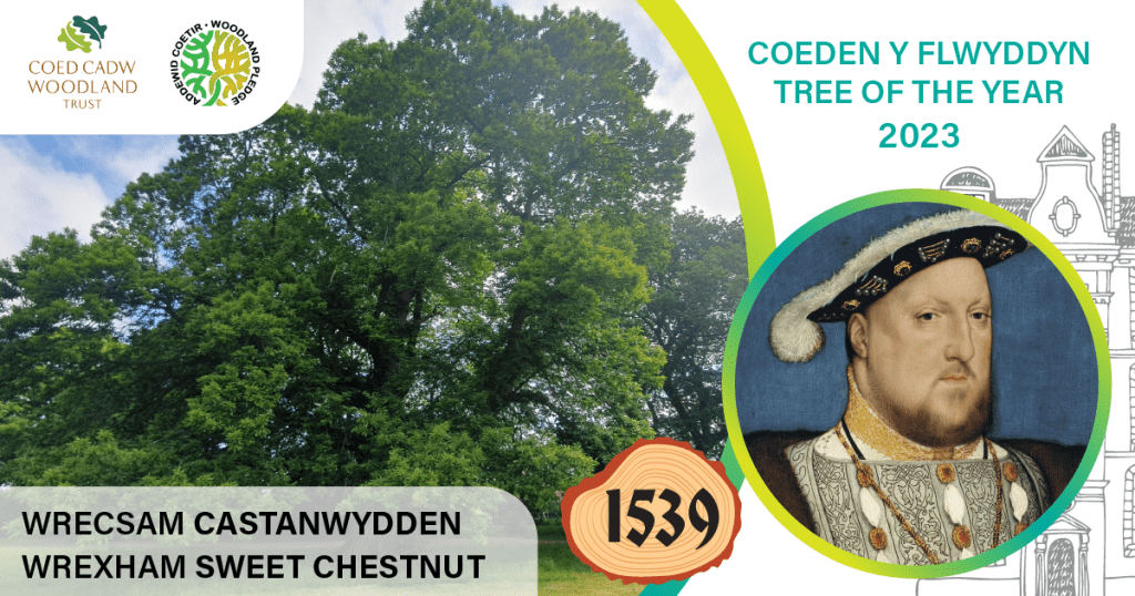 Celebrate The Sweet chestnut – Tree of the Year Event 2023 at Acton Park, Wrexham