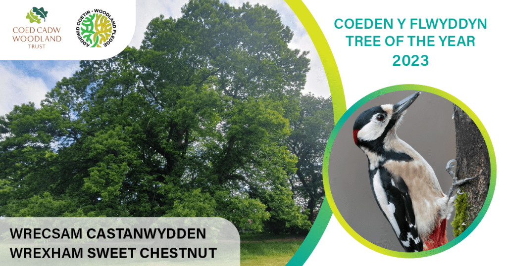 Celebrate The Sweet chestnut – Tree of the Year Event 2023 at Acton Park, Wrexham