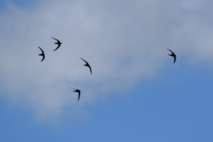 Swifts