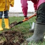 Person shovelling soil whilst planting a tree