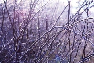 Frosty tree branches without leaves